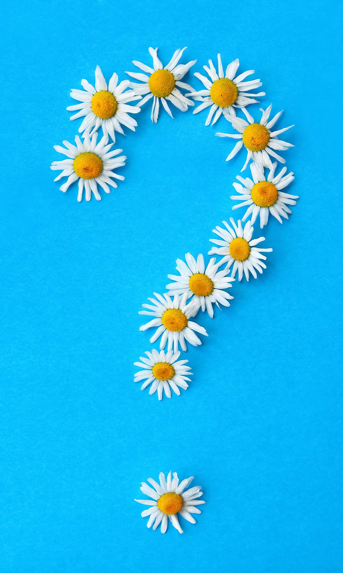 Daisies shaped into a question mark